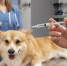 veterinar-zabotitsa-o-sobake - ТРК Щелково