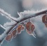 close-up-branch-covered-frost-with-word-winter-it - ТРК Щелково