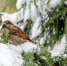 soft-focus-sparrows-perched-cypress-tree-with-snow - ТРК Щелково