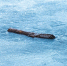 frozen-log-frozen-lake-maksimir-park-zagreb-croatia - ТРК Щелково