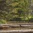 beautiful-view-forest-with-green-plants-broken-trees-river-daytime - ТРК Щелково